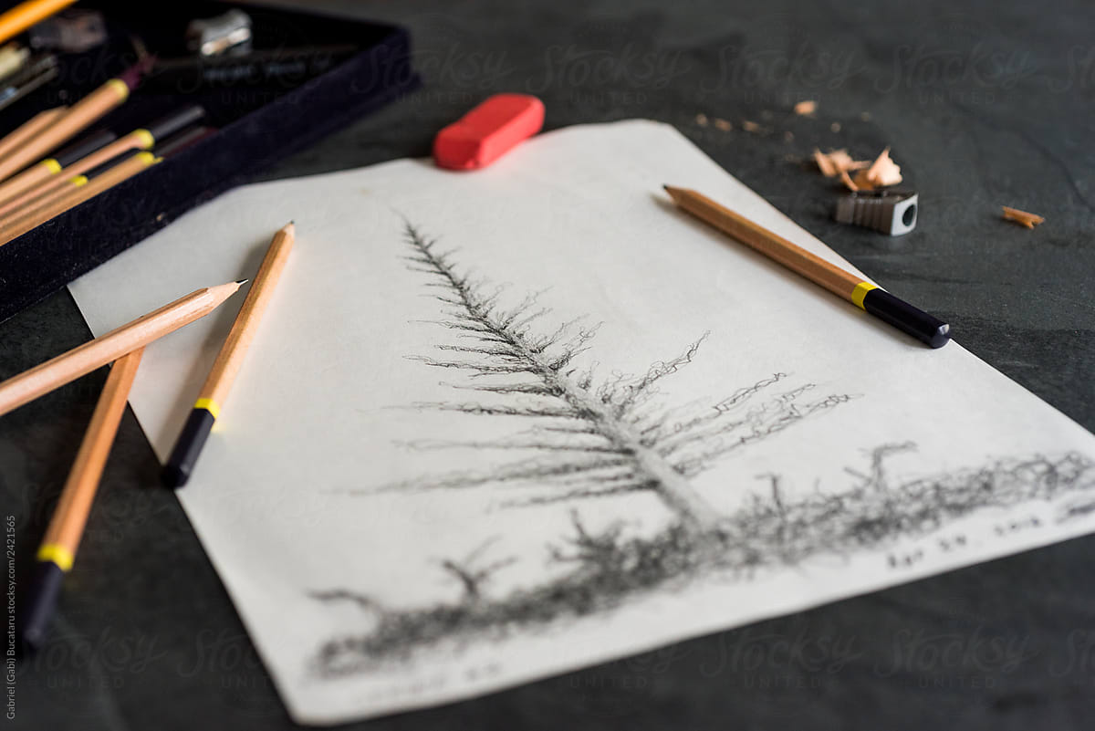 Spruce Tree in Pencil