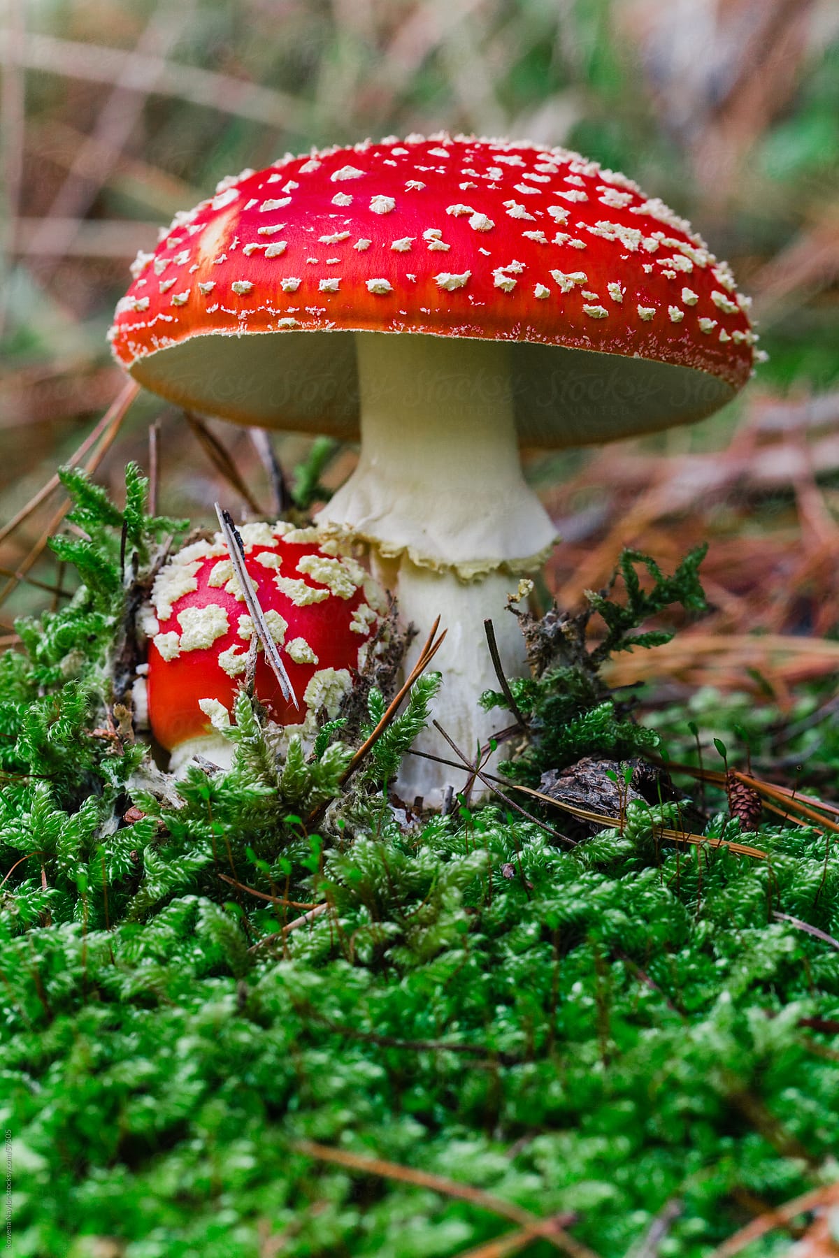 Toxic wild Mushrooms