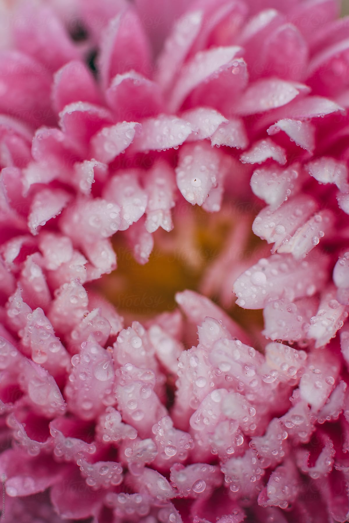 Beautiful detail of a pink flower with dew drops.