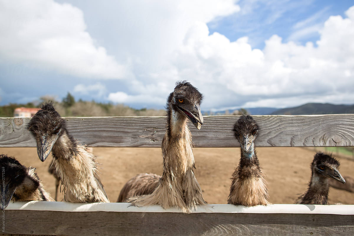 Creepy, hungry emus at farm
