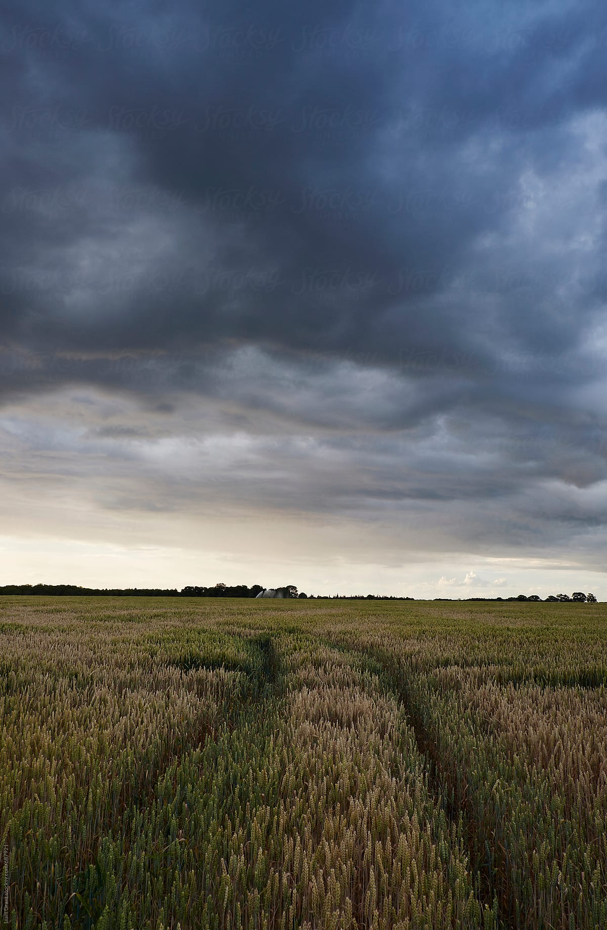 Storm clouds over a field of wheat at sunset. Norfolk, UK.