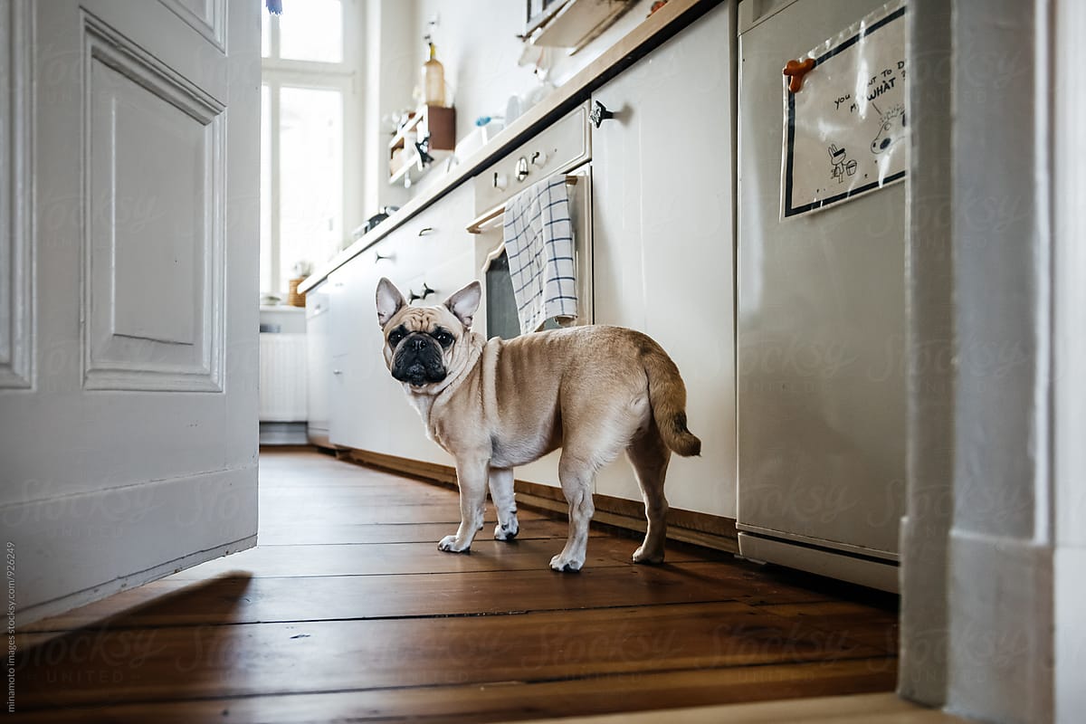 Small dog standing in a kitchen.