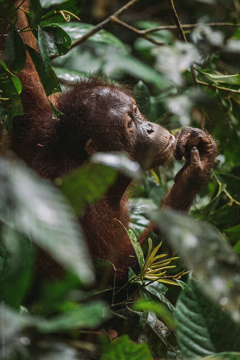 portrait of orang utan hidden in the rainforest