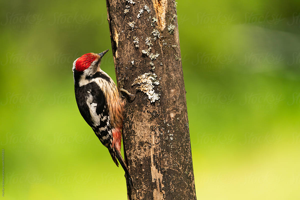 Middle Spotted Woodpecker And Its Red-Crowned