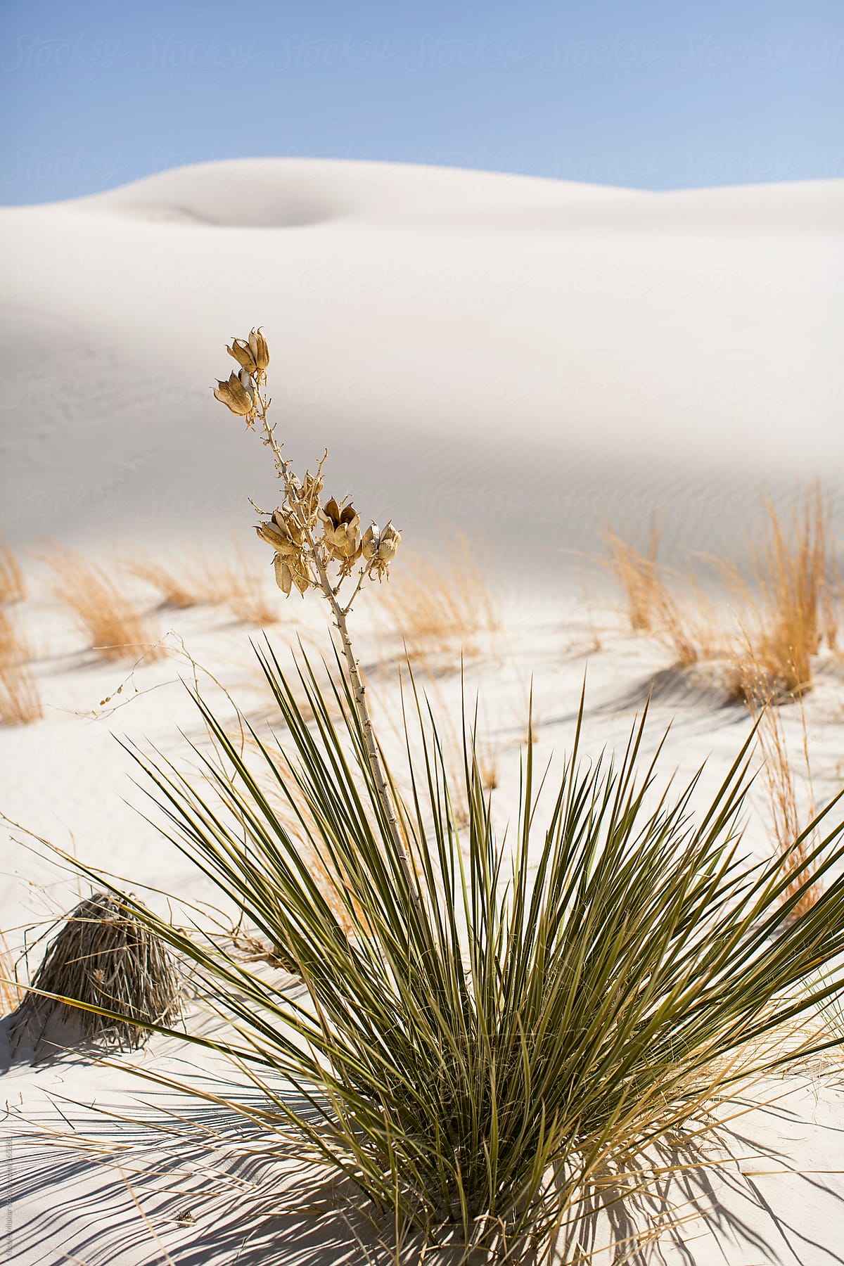 Foot prints at White Sands, New Mexico