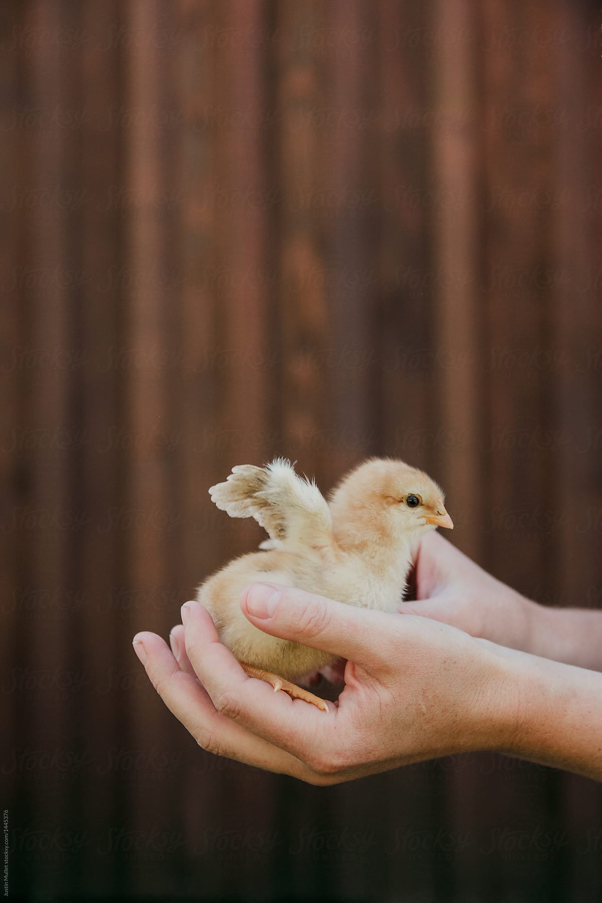 Yellow chick sitting in a woman\'s hand
