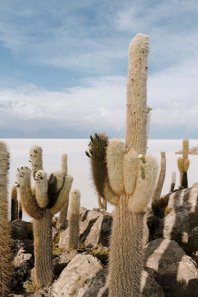 Cactus Island In Uyuni Salt Flats