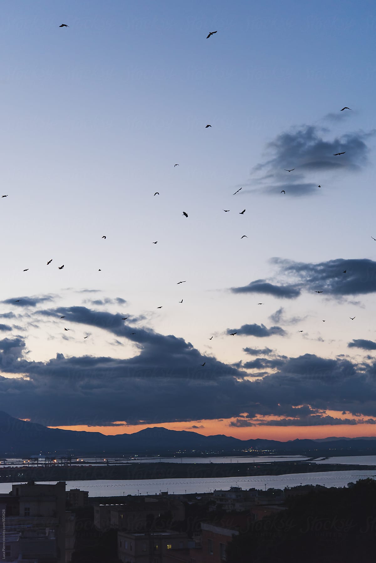 Birds flying at sunset over the city