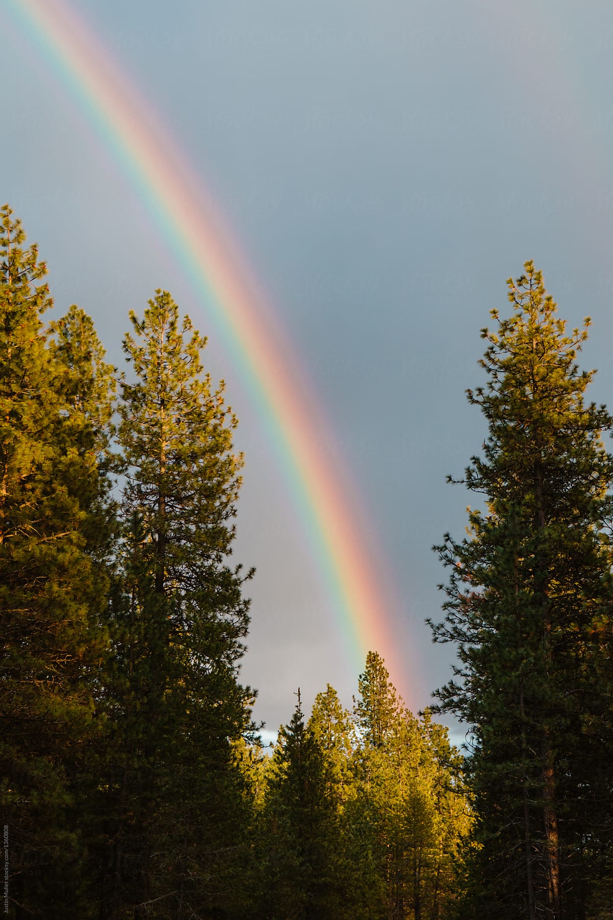 Rainbow and pine trees at sunset