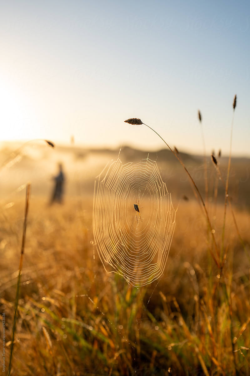 Spider web glowing at sunrise
