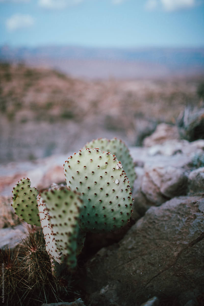Cactus in the Texas desert