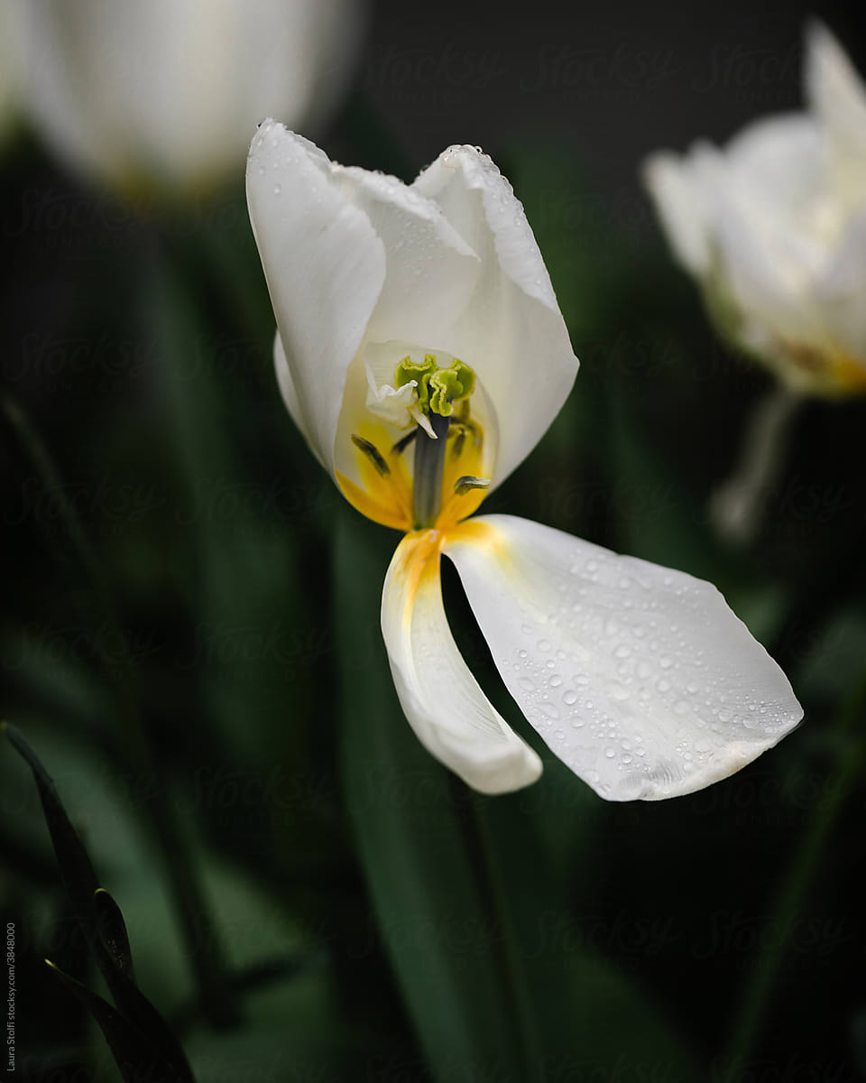 Opened white tulip flower on the plant