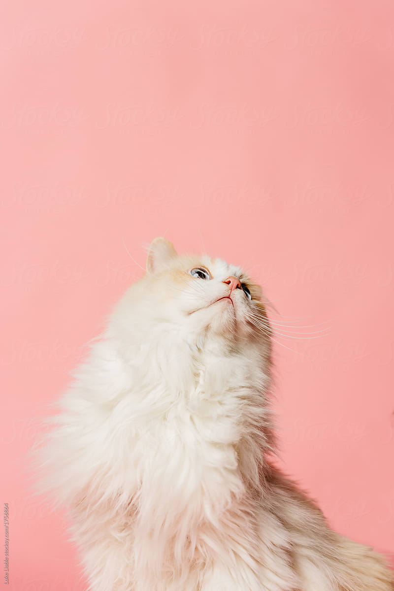 "Pink Background Portrait Of A Cat" by Stocksy Contributor "Luke Liable" - Stocksy