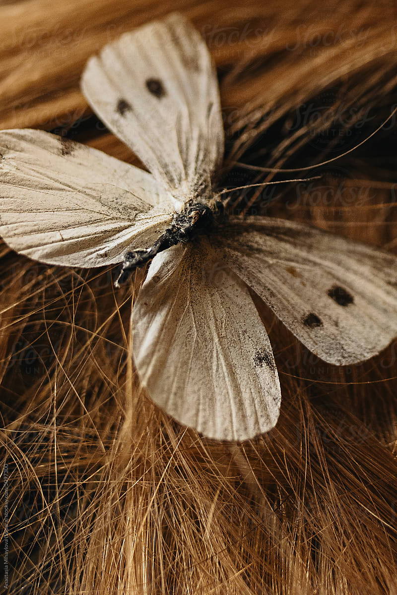 Close up photo Of A Golden Blond wavy Hair with butterflies