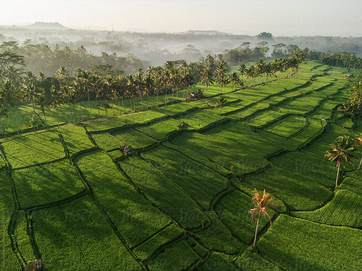 Aerial view of rice paddy on Bali island