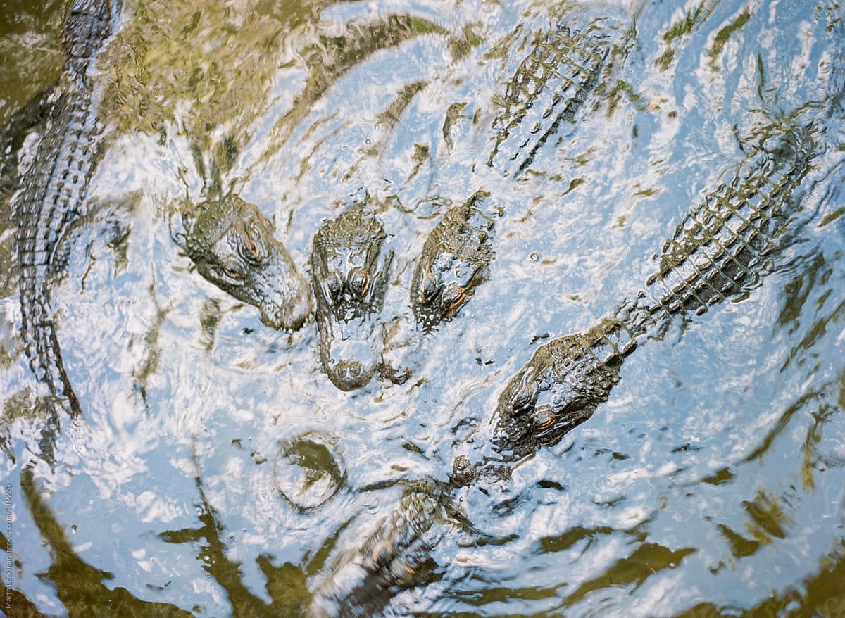 Aerial view of a group of alligators waiting for food