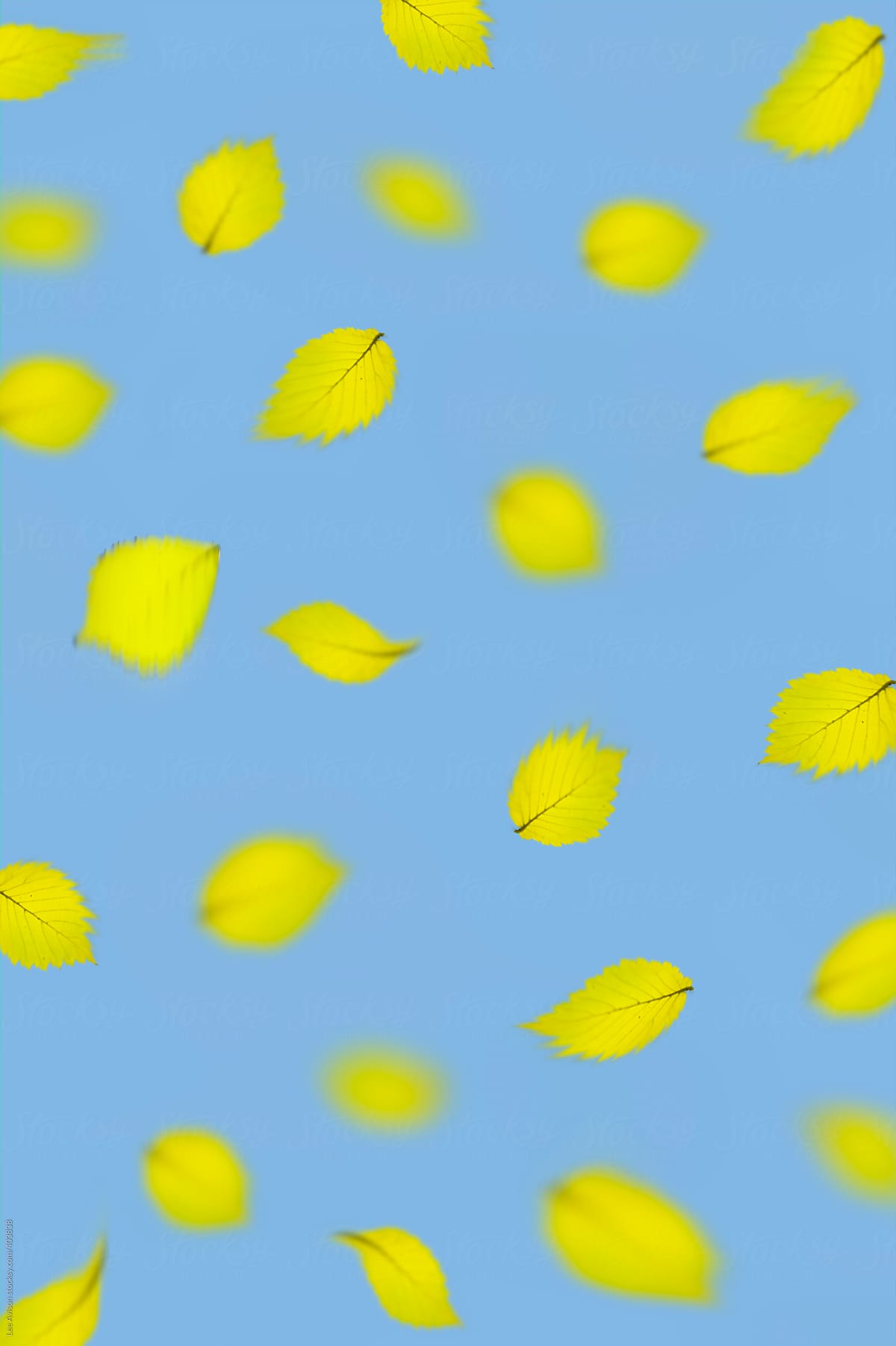 falling beech leaves graphic pattern pattern