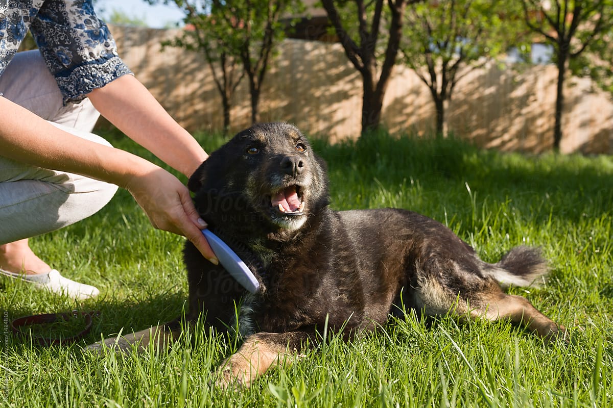 Happy dog being brushed by it\'s female owner