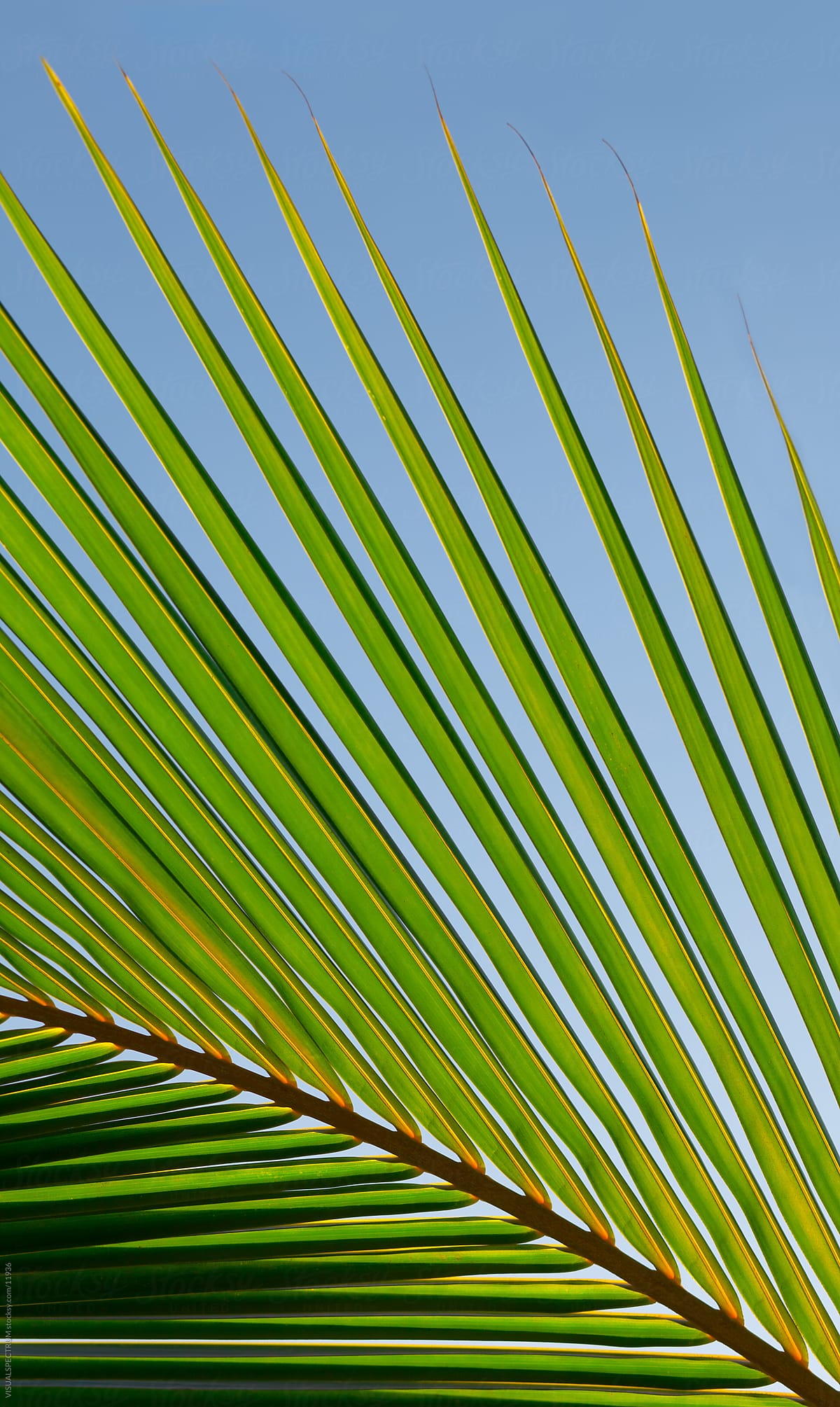 Palm Leaf