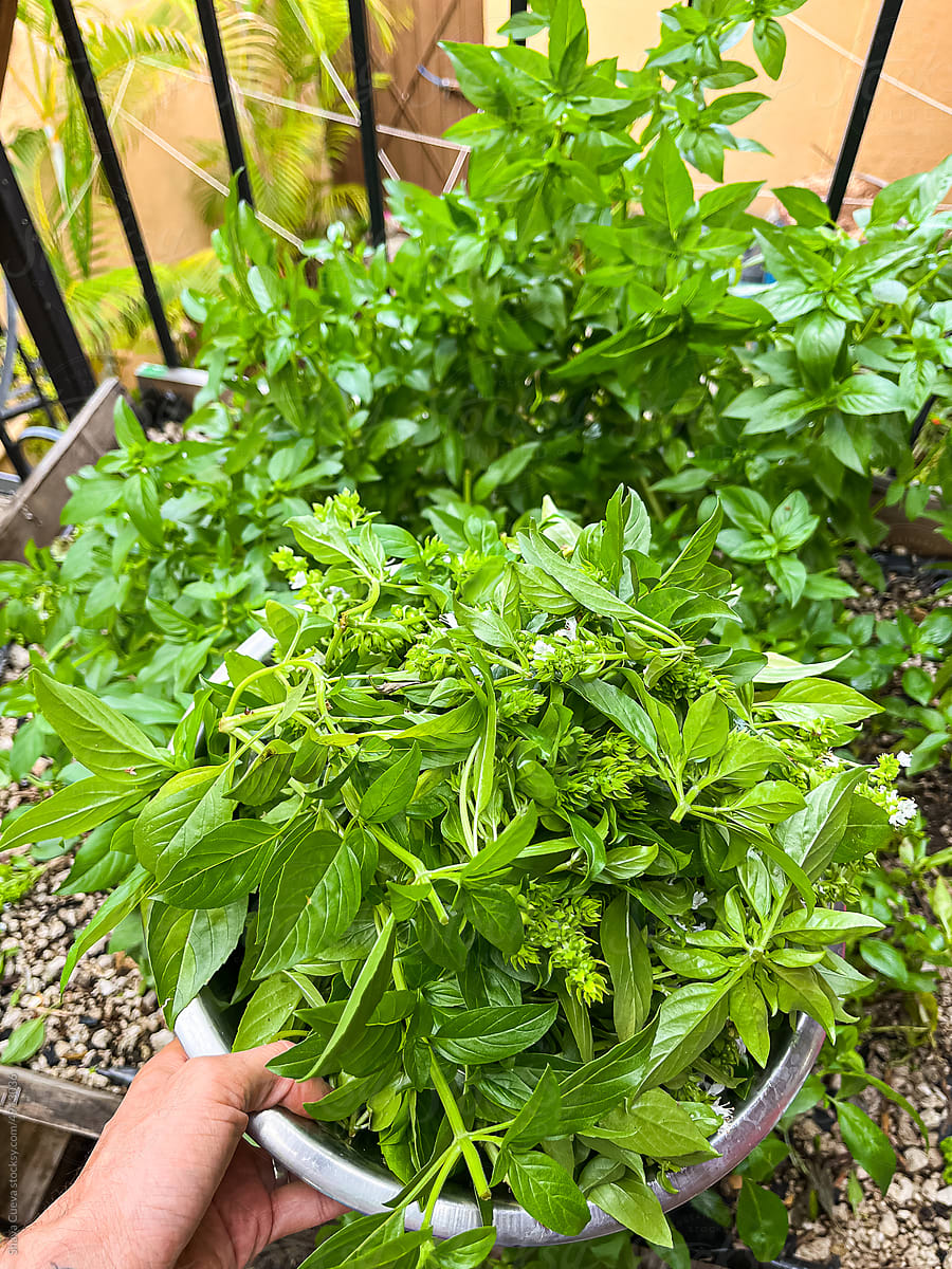 Top view of an aluminum bowl filled with green basil