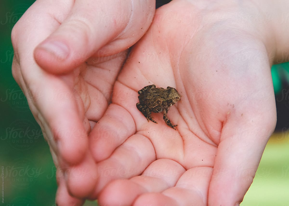 tiny toad being held in a palm