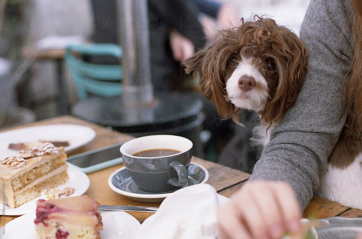 Portrait shots on young woman seating in a caffe with funny dog , drinking coffee latte, eating lunch,