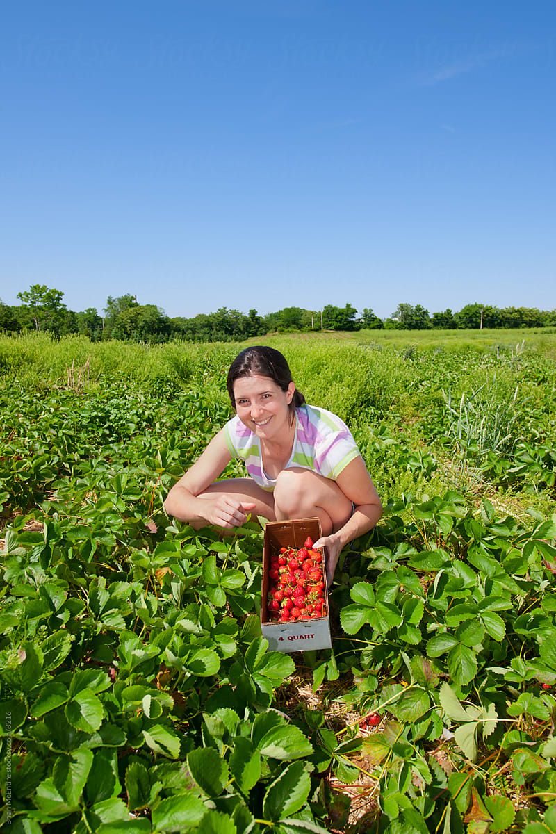 Woman Picking Strawberries at the Strawberry Patch