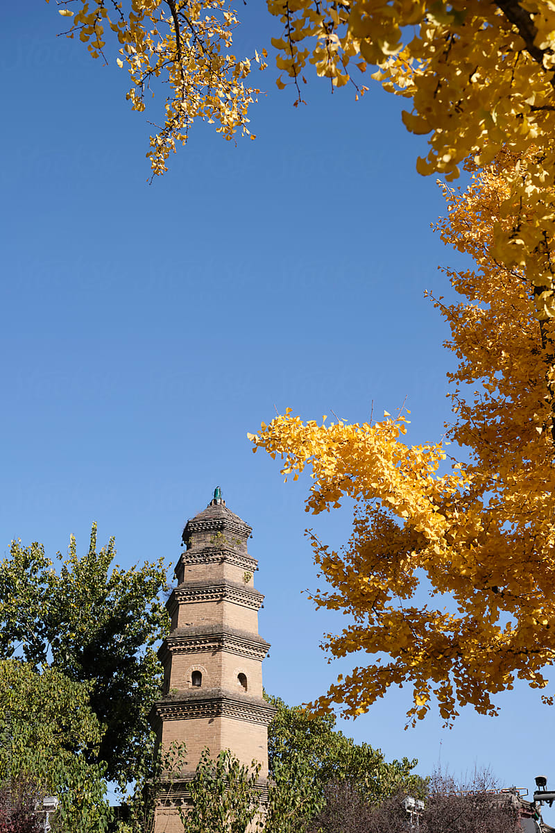 Autumn city buildings and ginkgo leaves background
