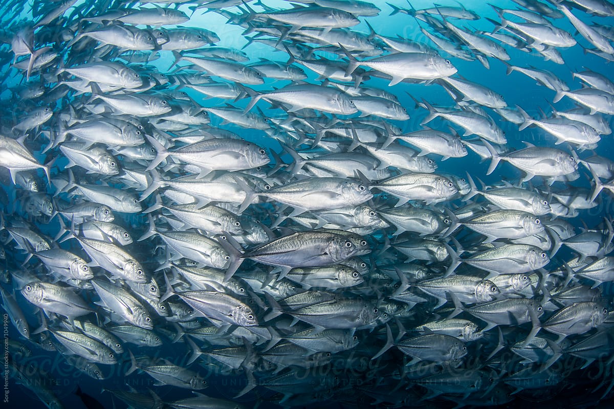 A school of Jack fishes on the move