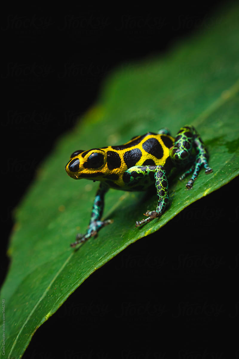 Colorful poison frog