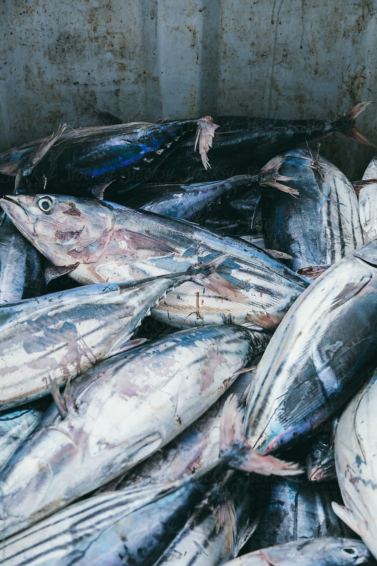 Fishermans in Fish Market with Fresh Tunas