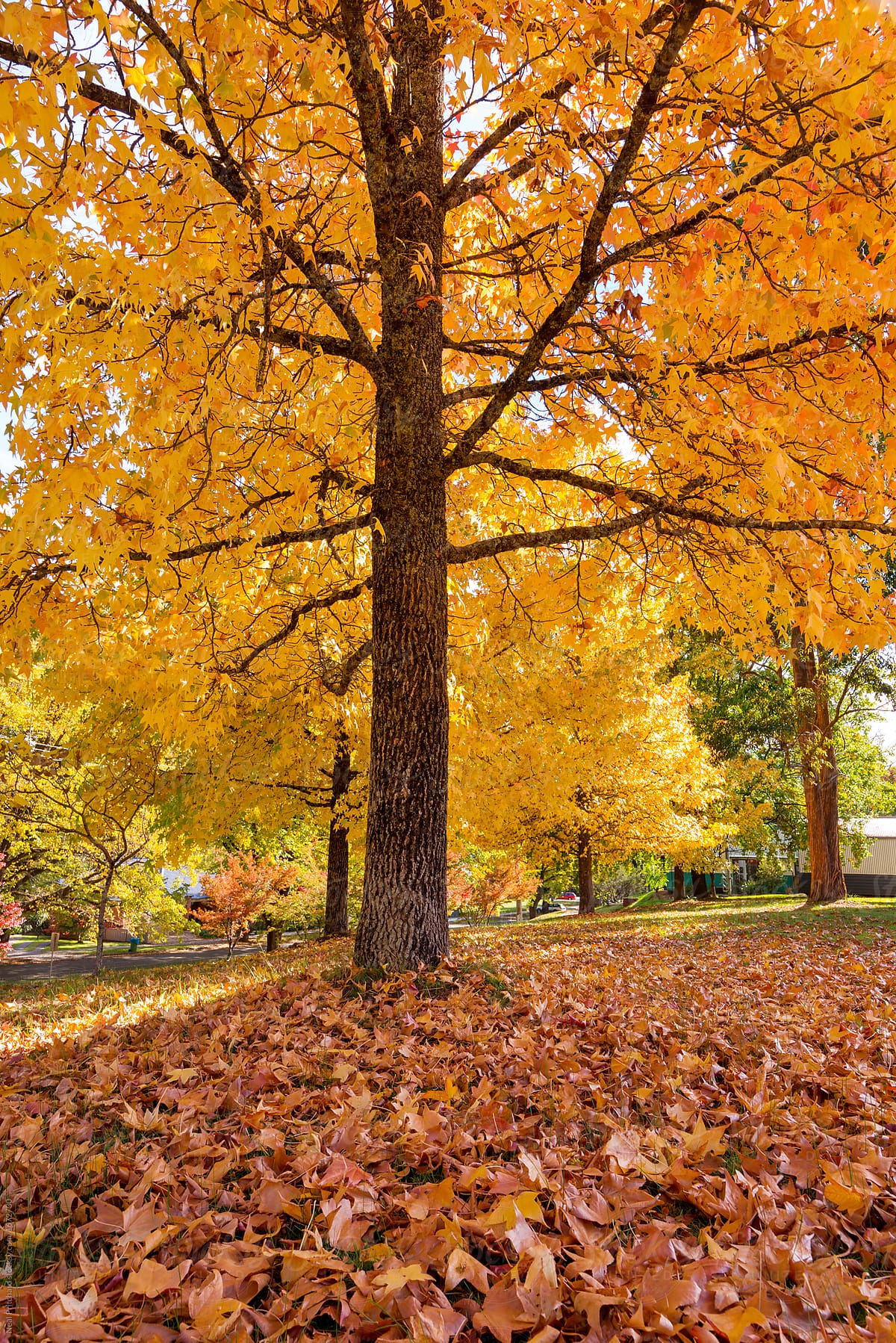 Autumn coloured tree