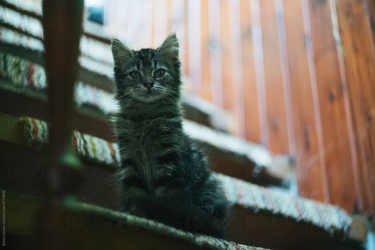 Kitten sitting on stairs