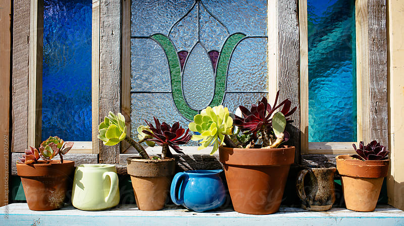 Pot plants in the sun