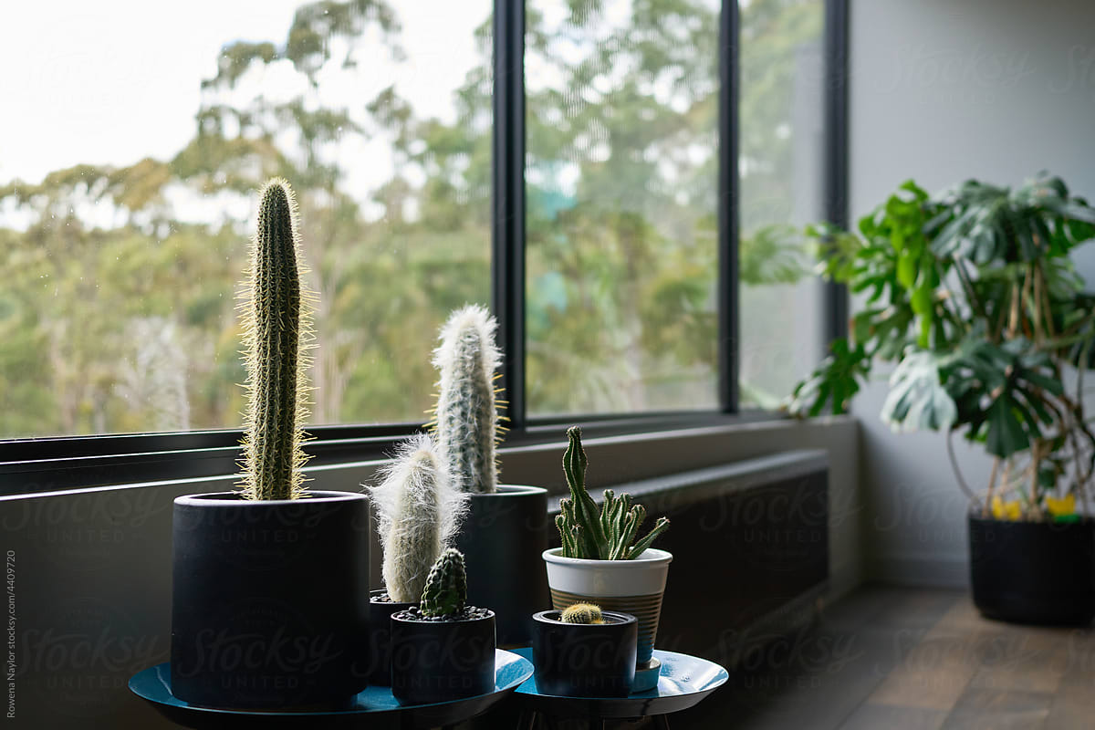 Modern home with collection of cacti plants