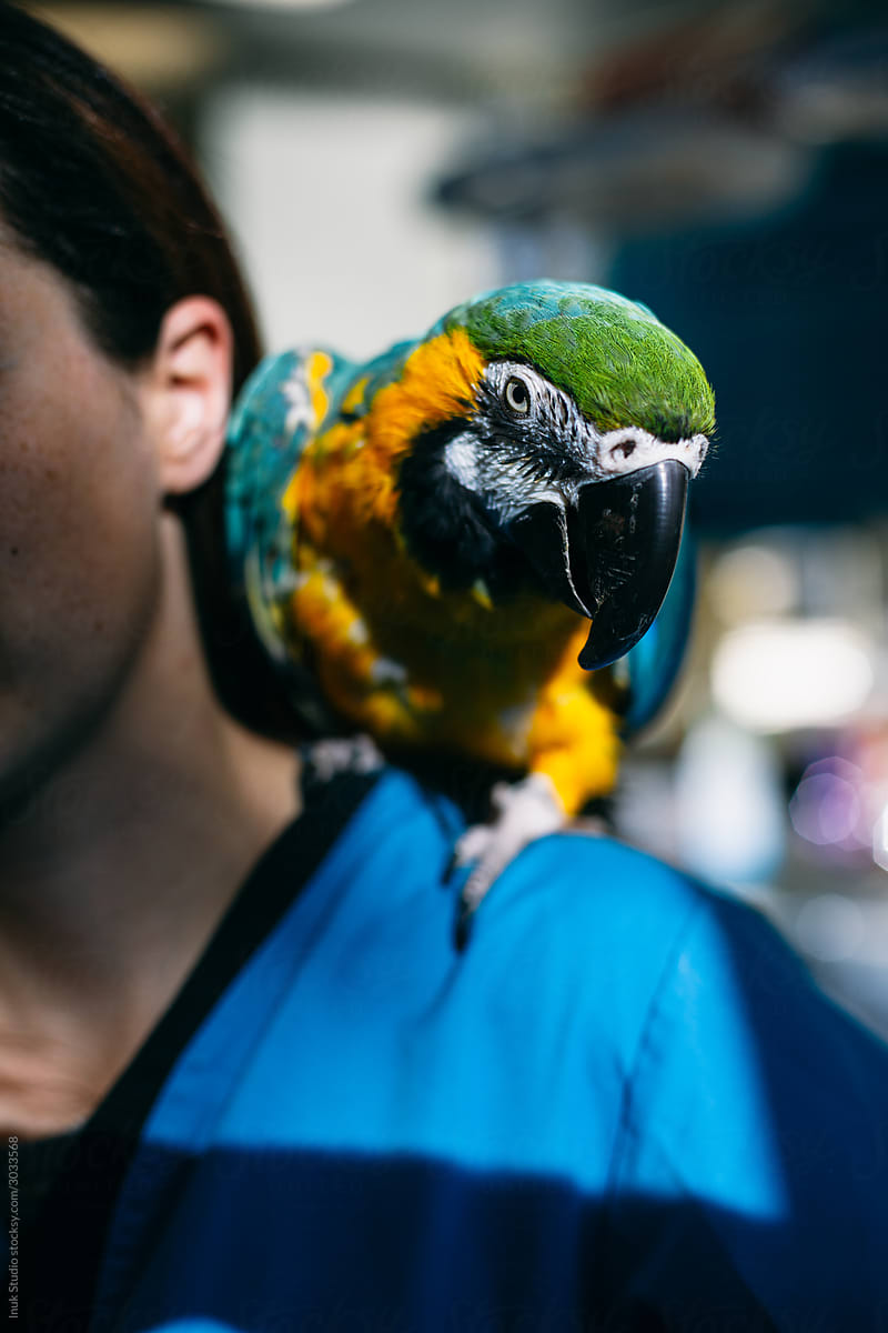 Parrot sitting on shoulder of vet