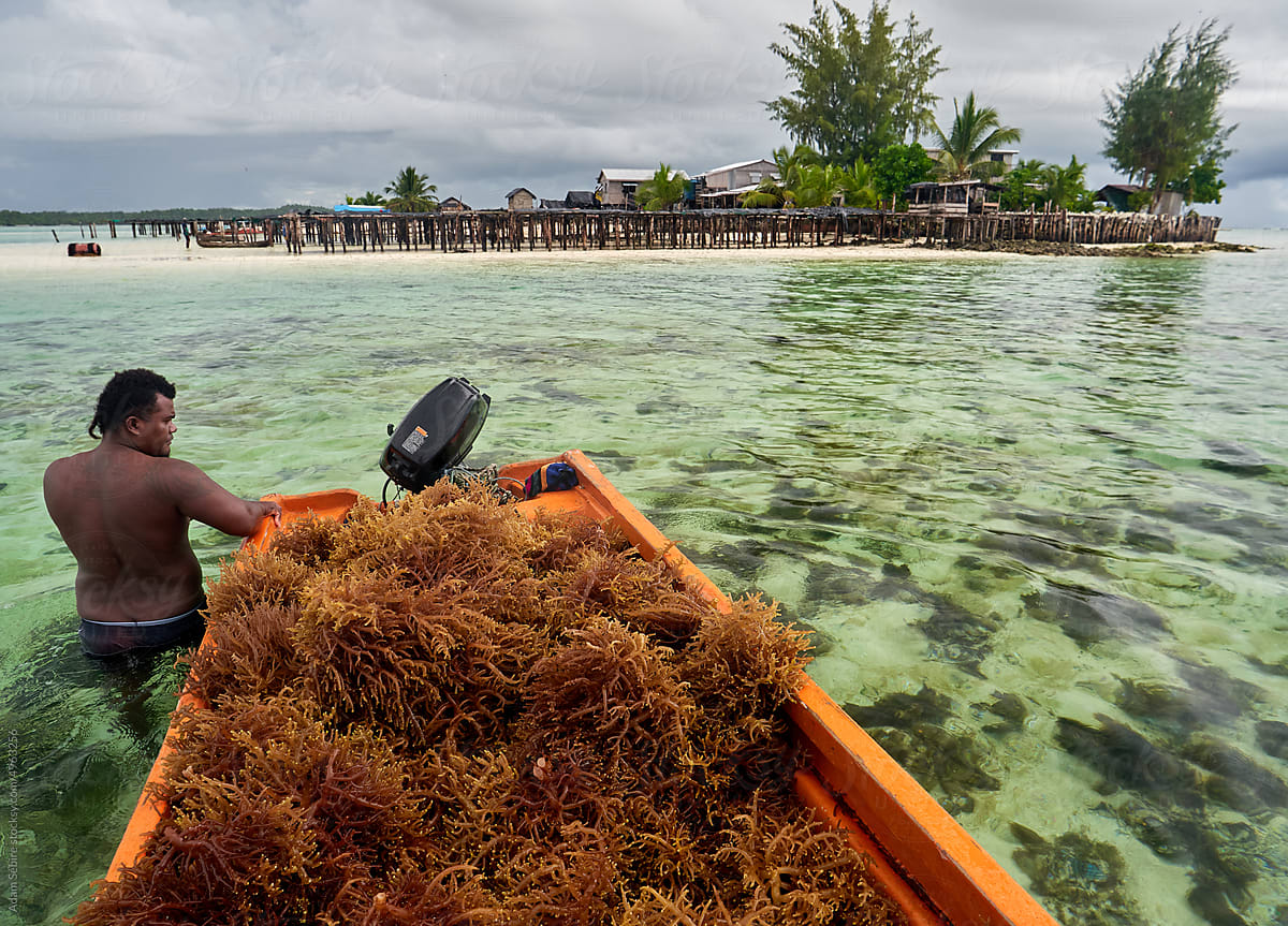 Pacific island seaweed harvest boat floats to low-lying atoll village