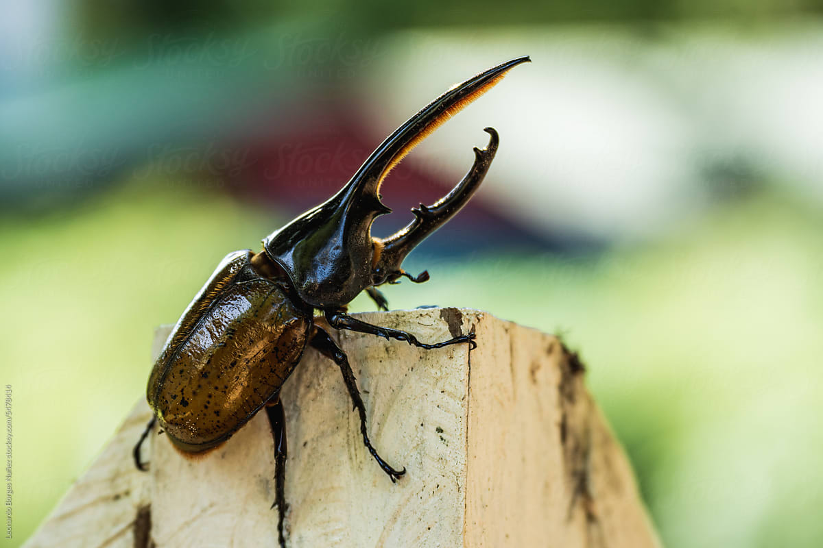 Close-up of a male giant beetle