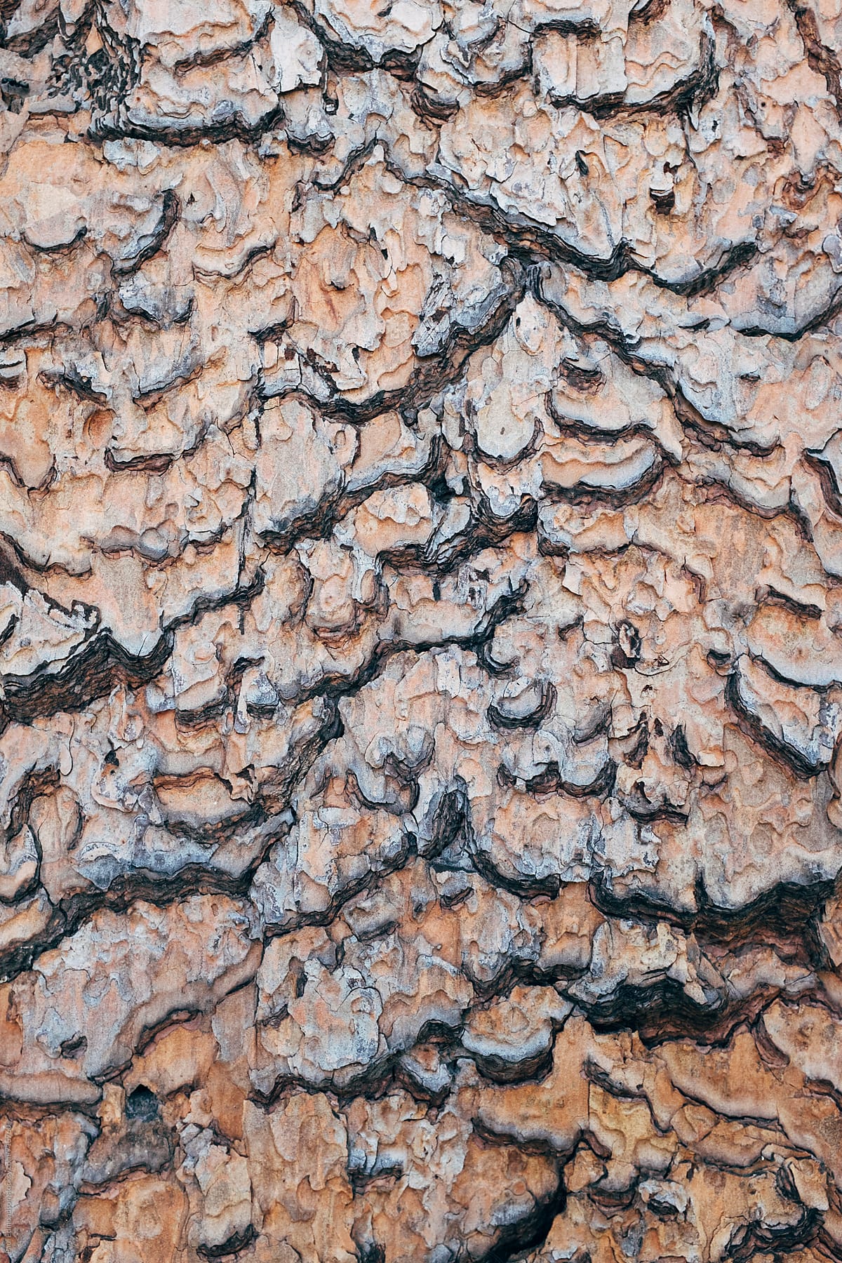 Close up of bark from old growth evergreen tree