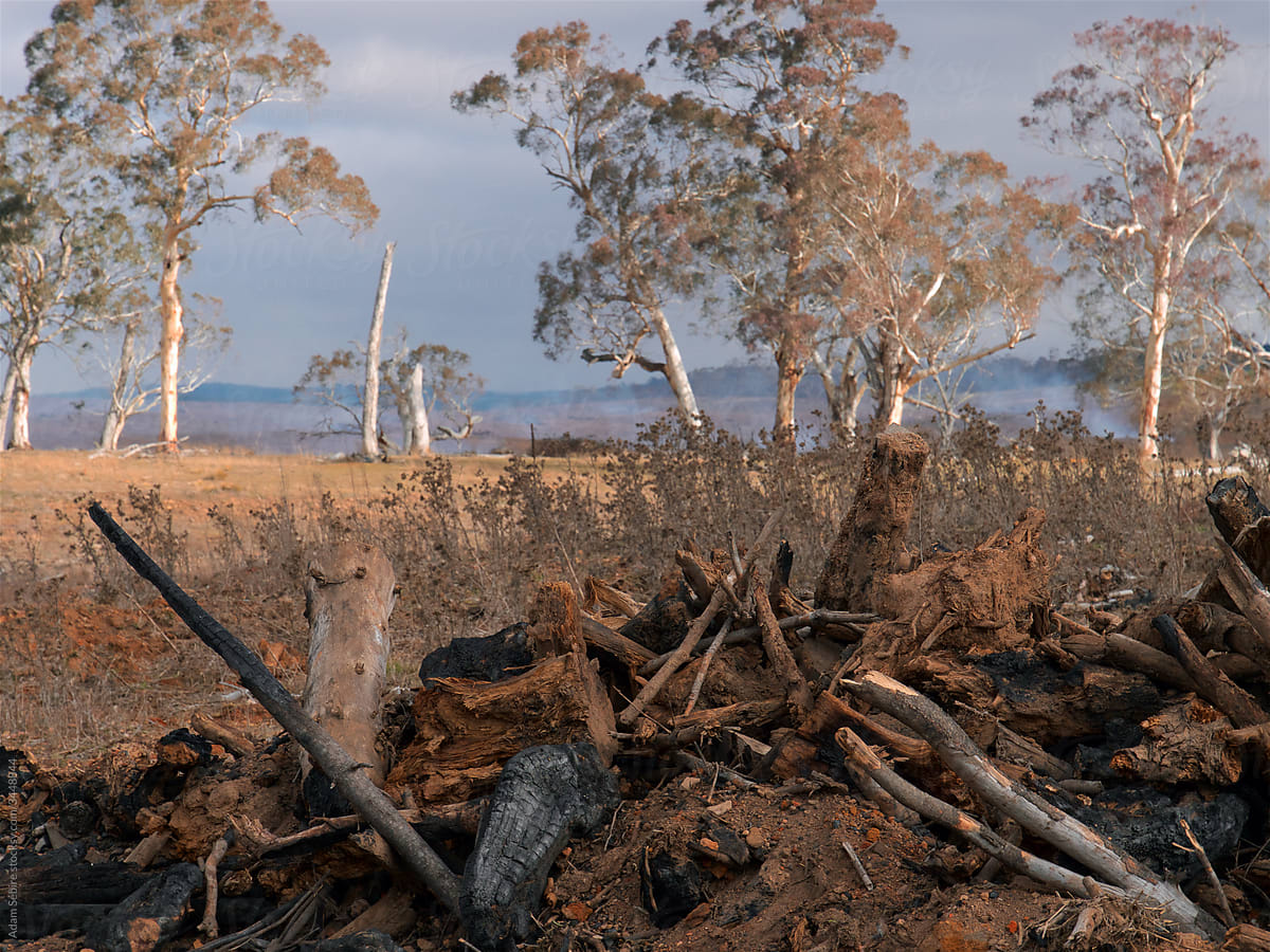 Land clearing in Australian outback - trees felled and logged