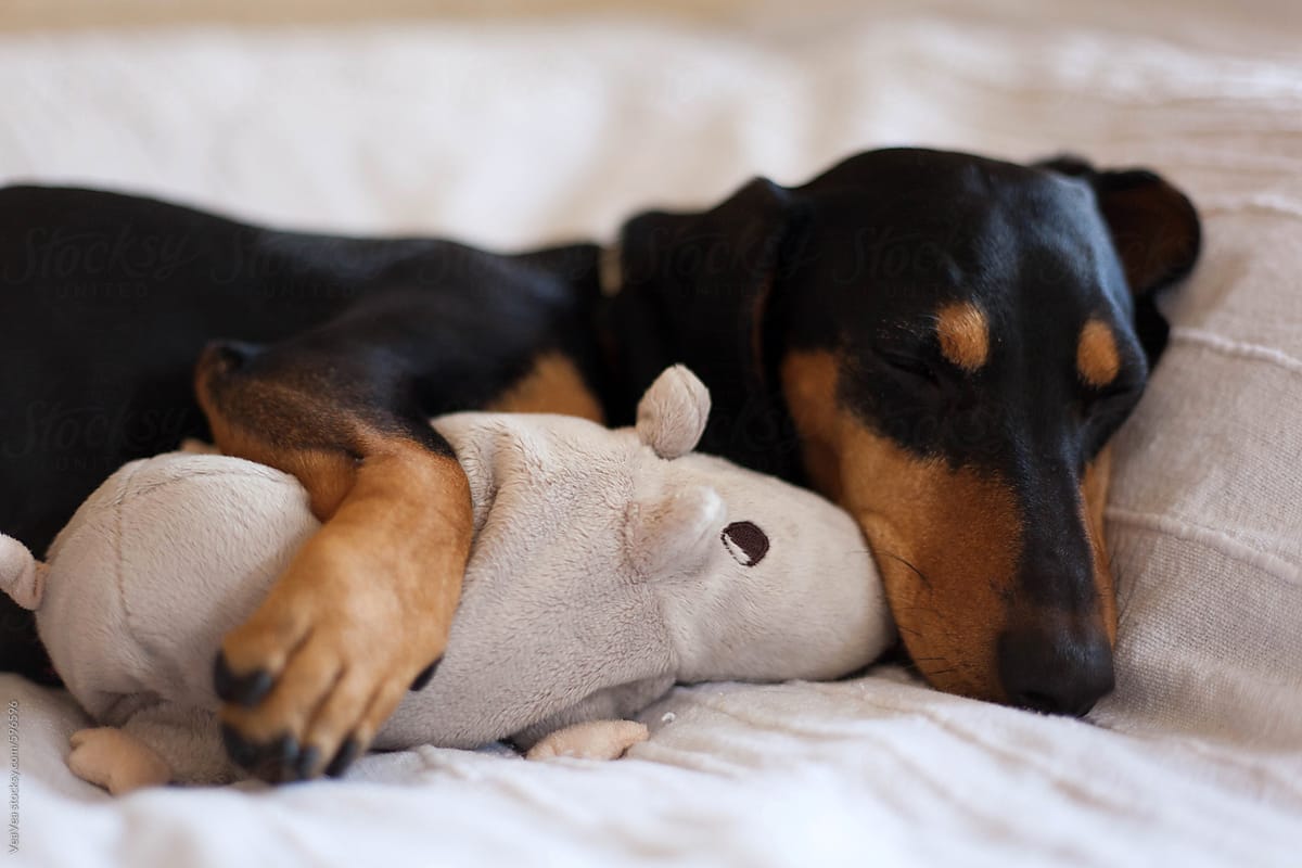 Cute Dachshund Dog Sleeping On The Bed Hugging A Toy Rat
