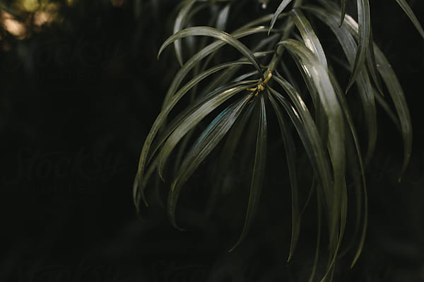 Dark Green Palm Plant On Black Background by Stocksy Contributor Nicole  Mason - Stocksy