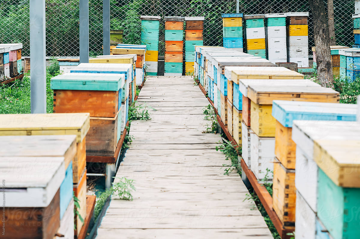 Beehive in the bee farm