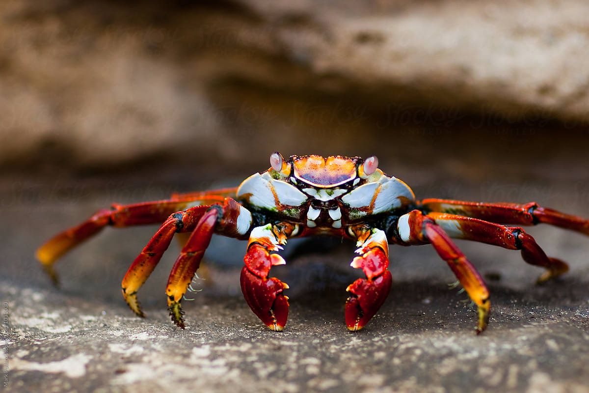 A Colorful Crab Scavenges For Food by Mark Pollard