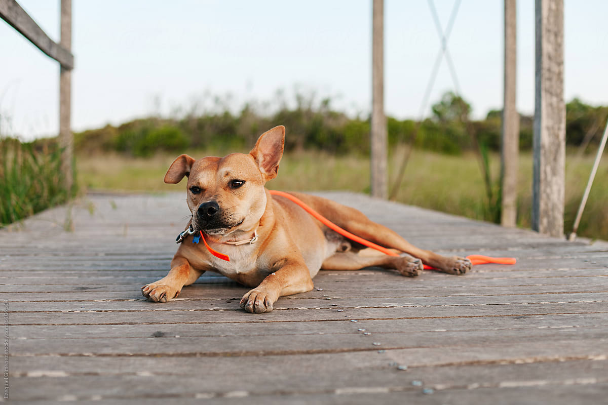Cute dog resting on wooden path