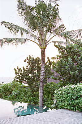 Outdoor, Tropical Wedding Reception With Hanging Greenery Garlands by  Stocksy Contributor Seth Mourra - Stocksy