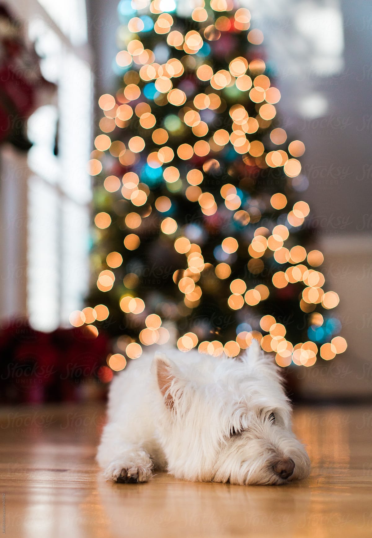 Cute white dog laying in front a christmas tree