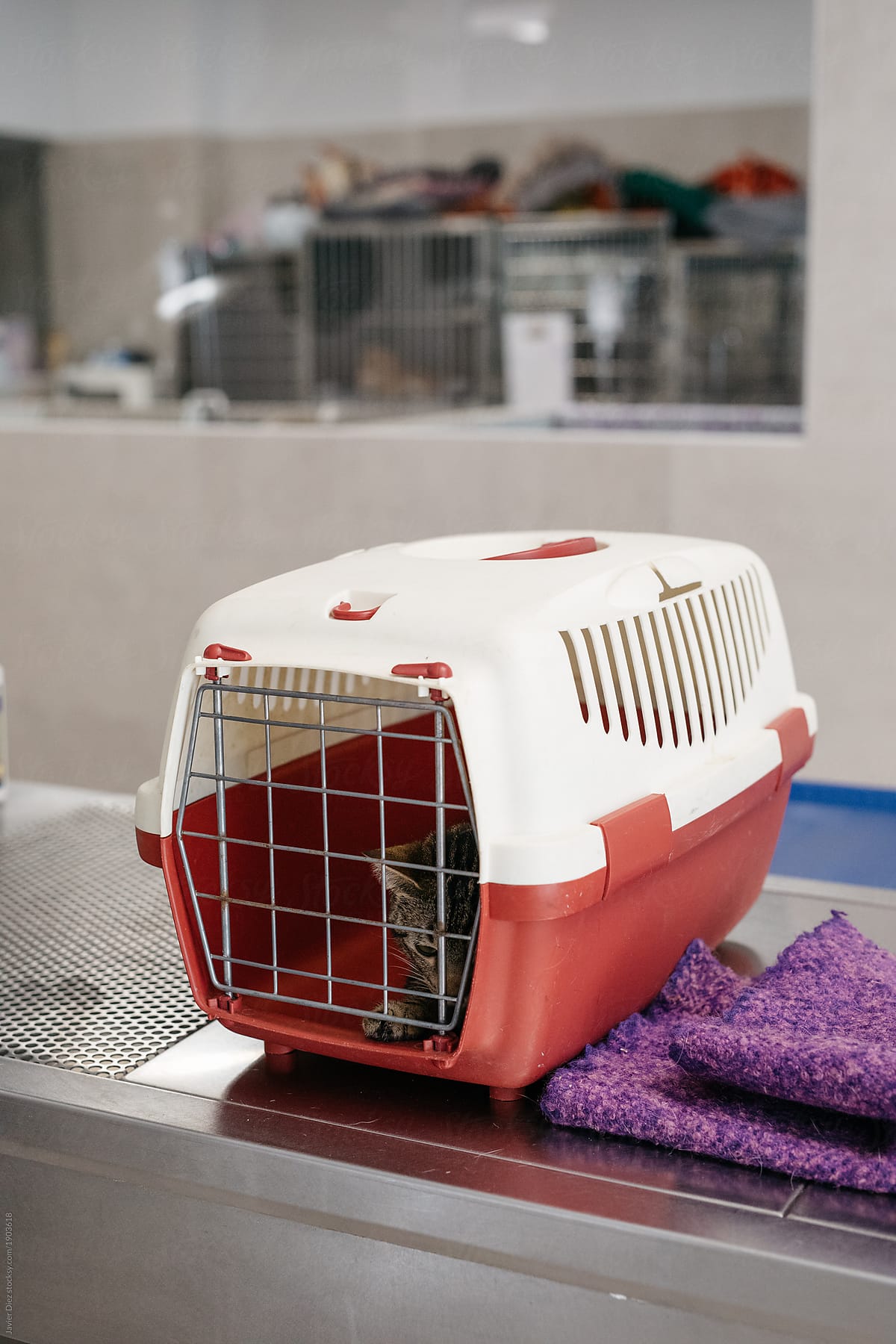 Cat in cage in veterinary clinic