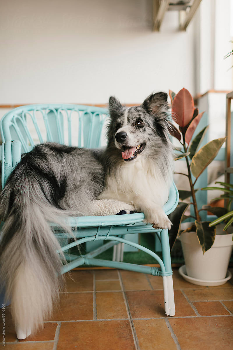 Dog sitting in a terrace\'s chair