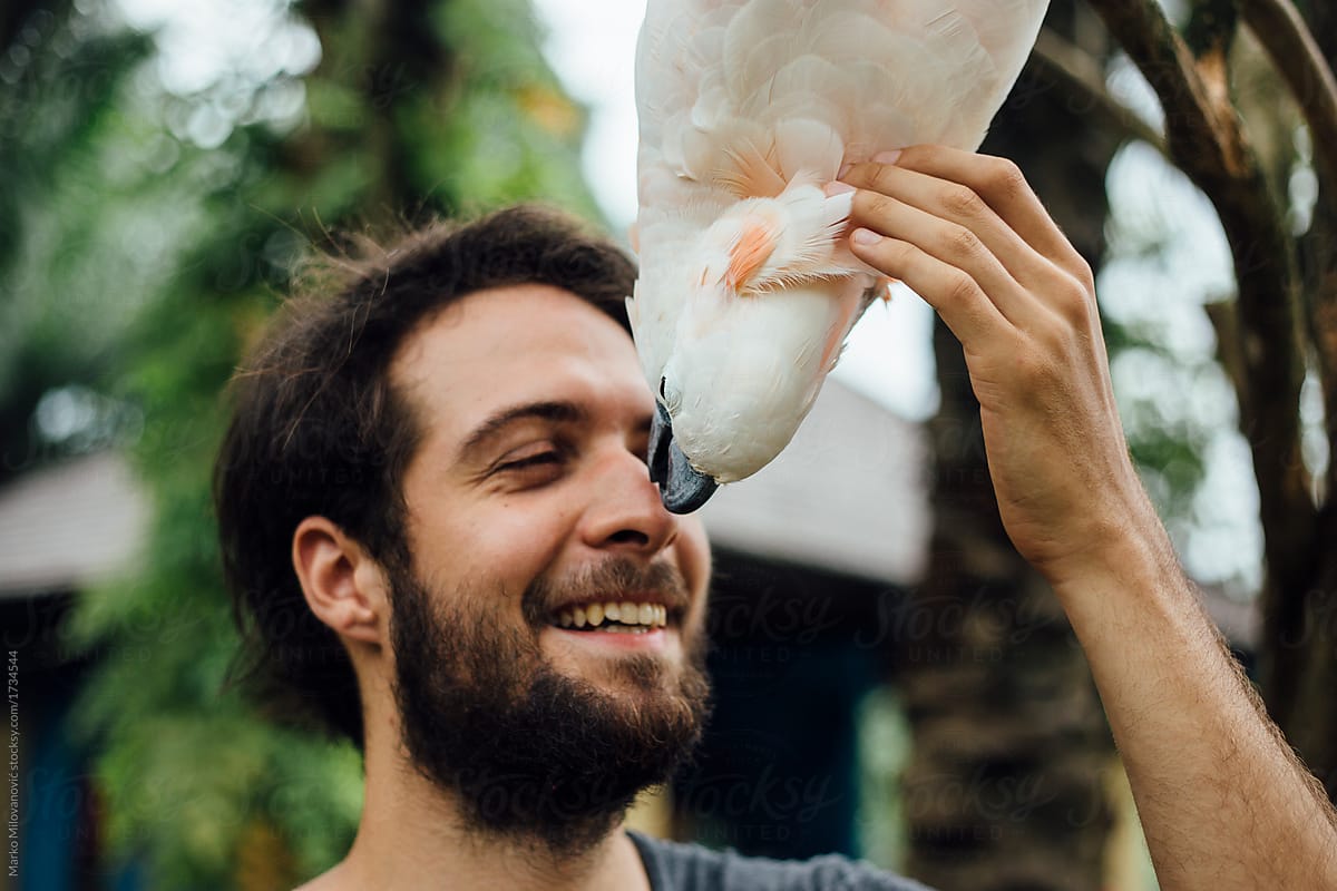 Young man cuddling with cockatoo biting nose, smiling happy